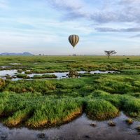 A Serengeti Morning - Richard Krieger